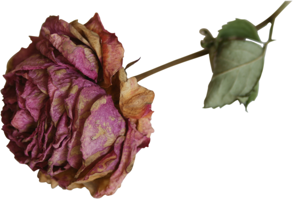 Dry Flowers PNG Download Afbeelding