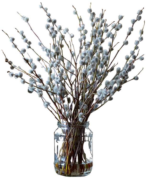 Flores secas PNG Imagen de alta calidad