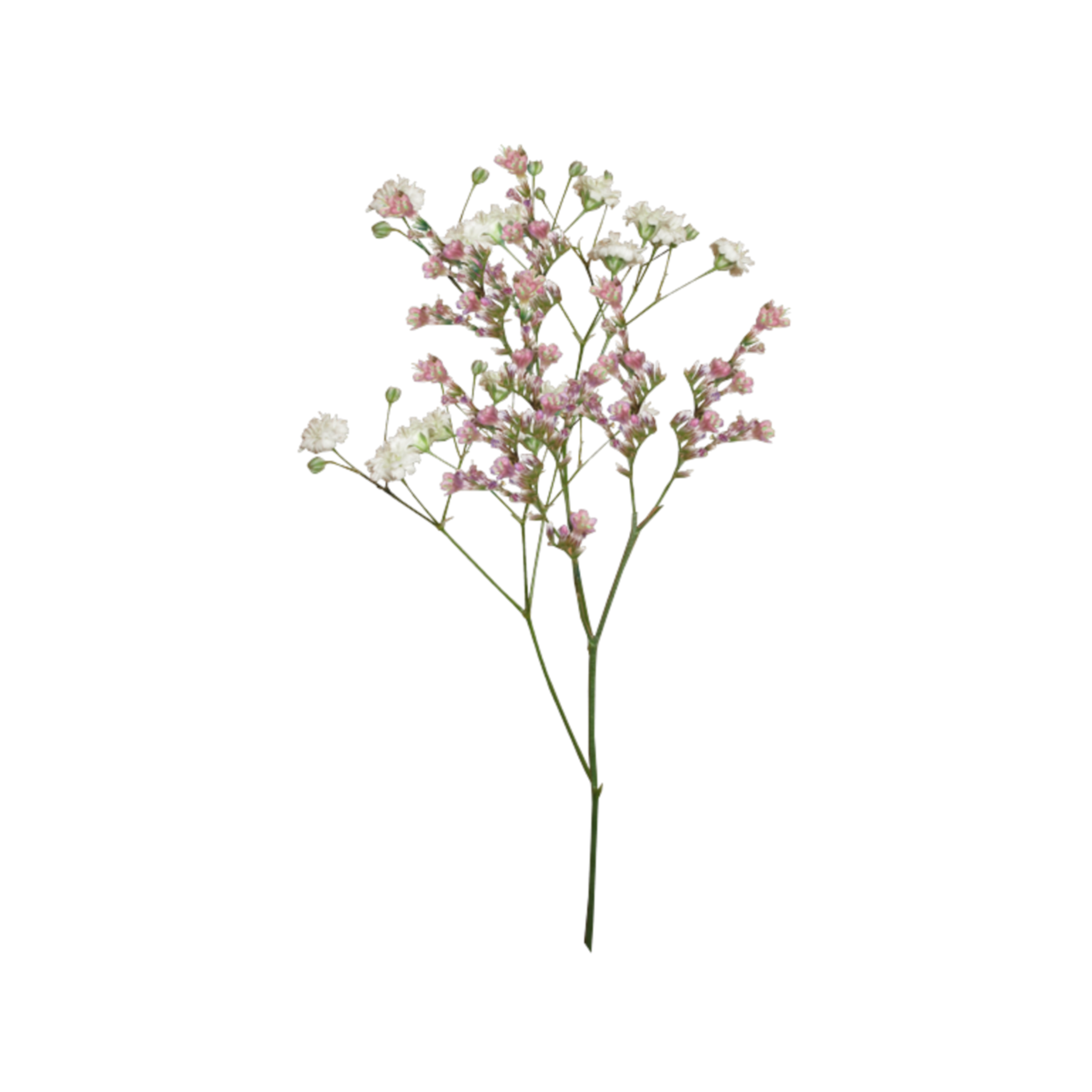Fondo de imagen PNG de flores secas