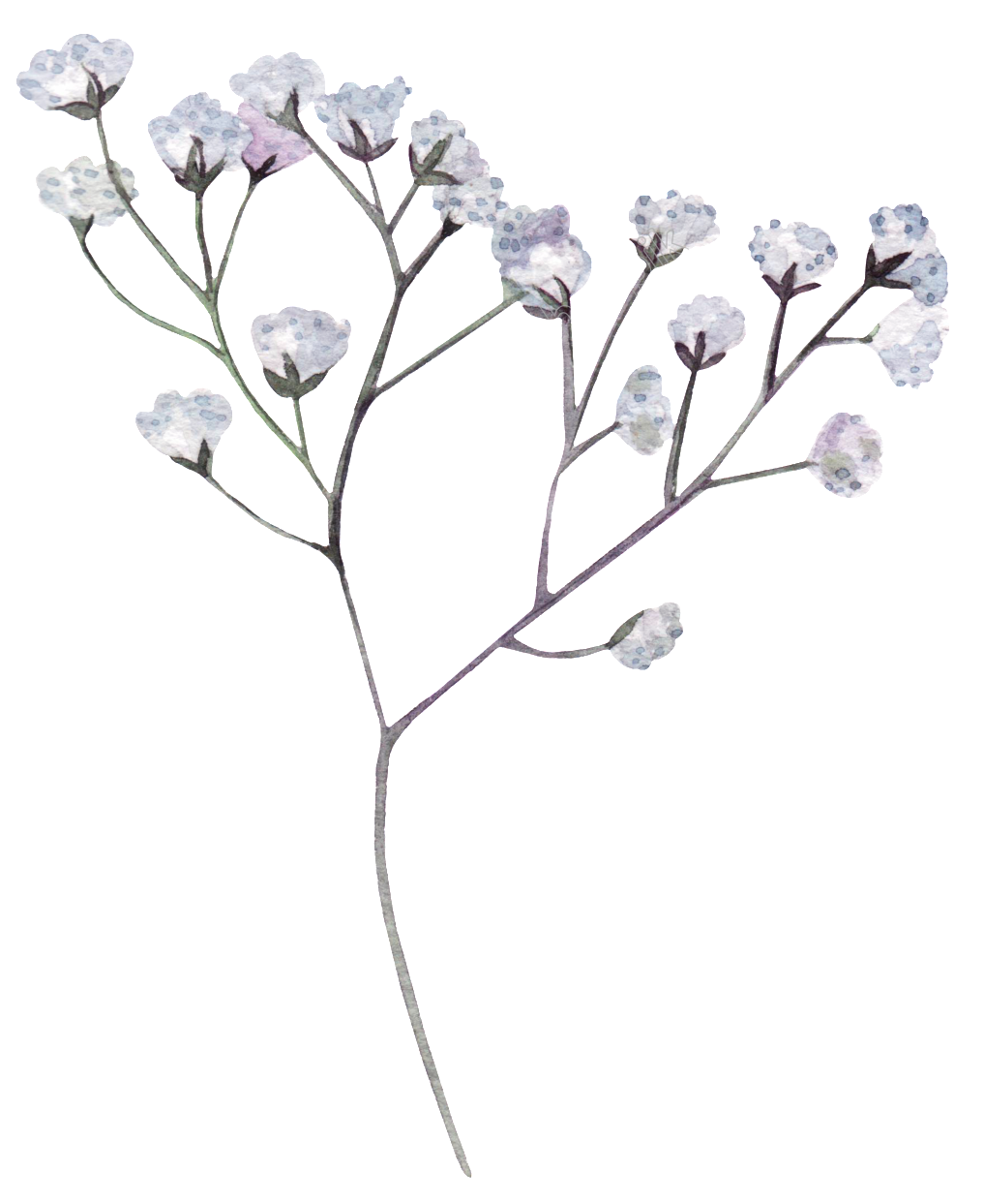 Imagem de PNG de flores secas