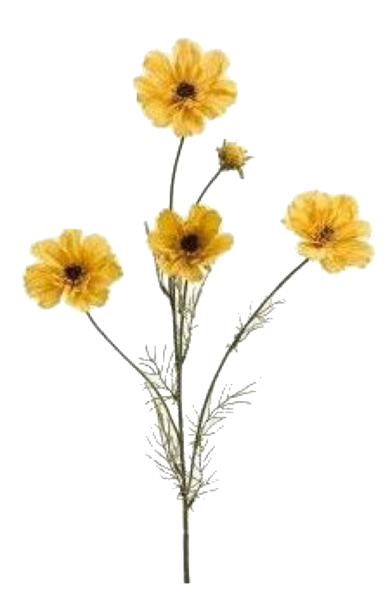 Сухие цветы PNG фото