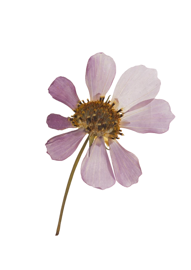 Imagem transparente de flores secas PNG