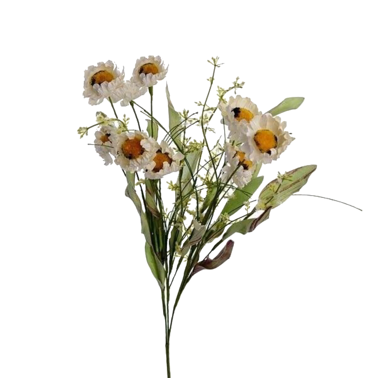 Droog bloemen Transparant Beeld
