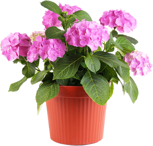 Flower Pot Download Transparent PNG Image
