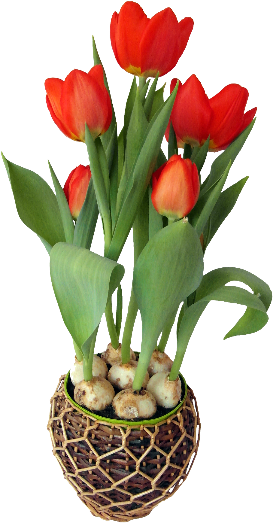 Тюльпаны живые в горшке