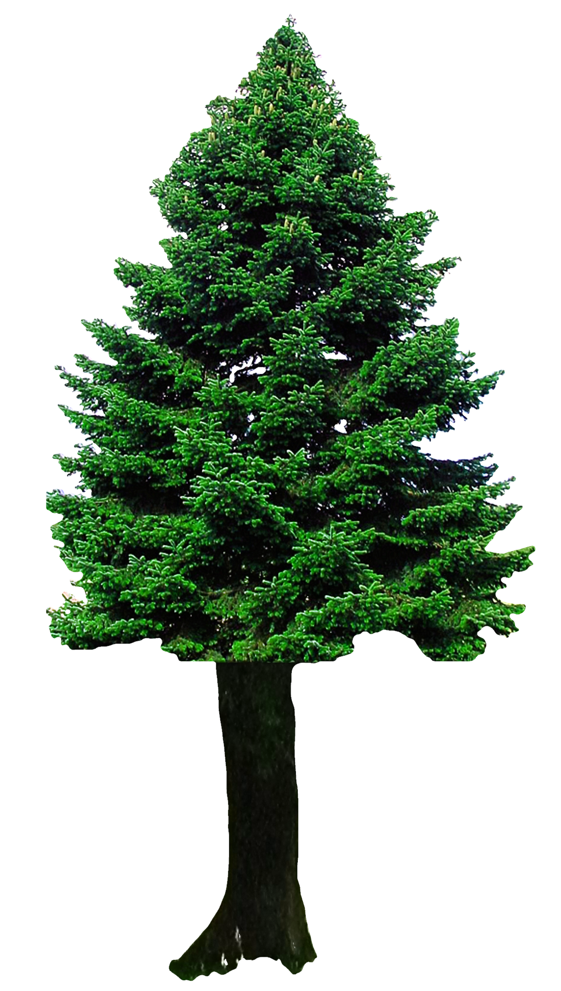 Fondo verde de la imagen del árbol de navidad PNG