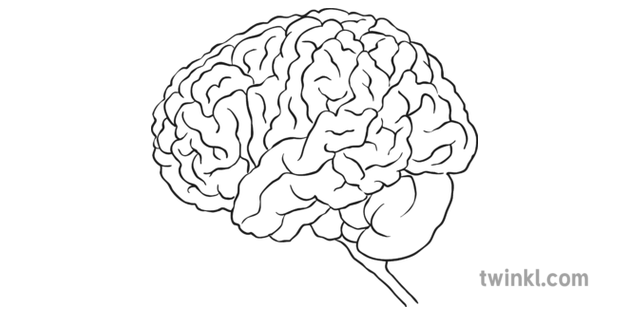 인간의 두뇌 개요 PNG 다운로드 이미지