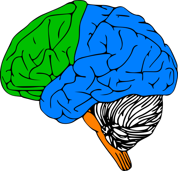 Sfondo dellimmagine del profilo del cervello umano del cervello