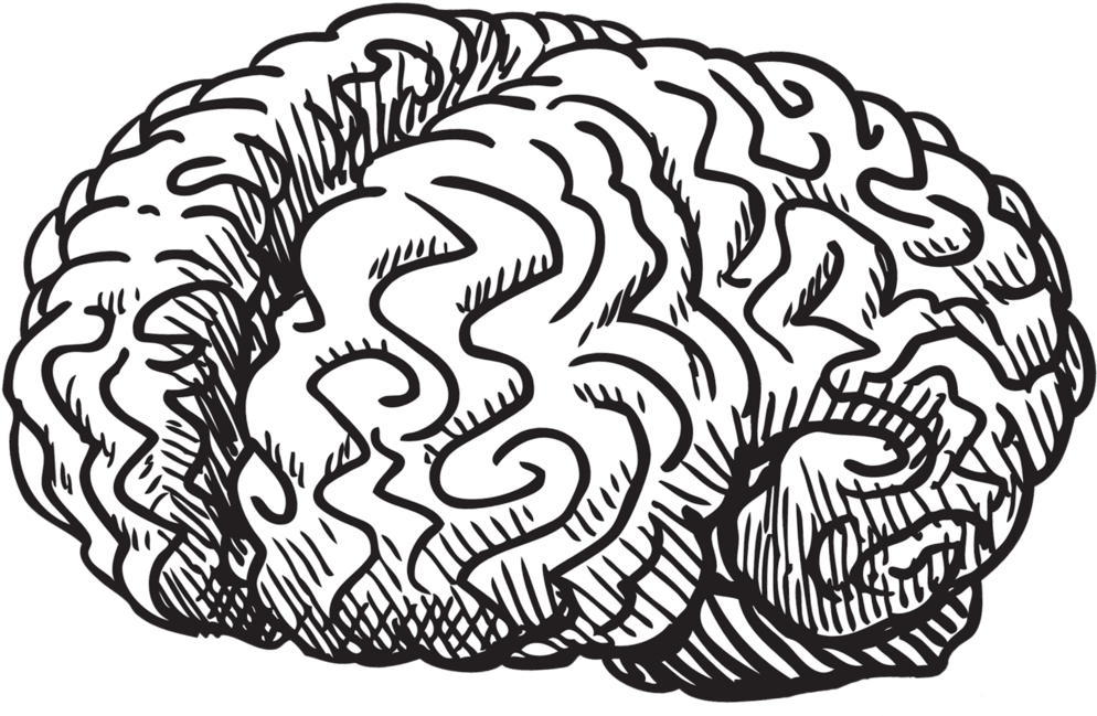 Imagen Transparente del esquema del cerebro humano