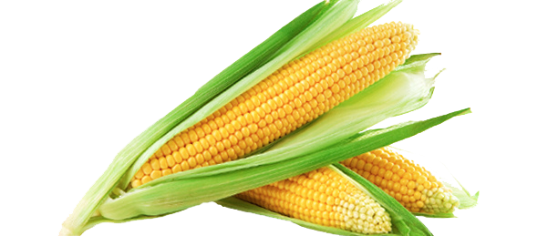 Maize Corn On The Cob Drawing PNG Free Download