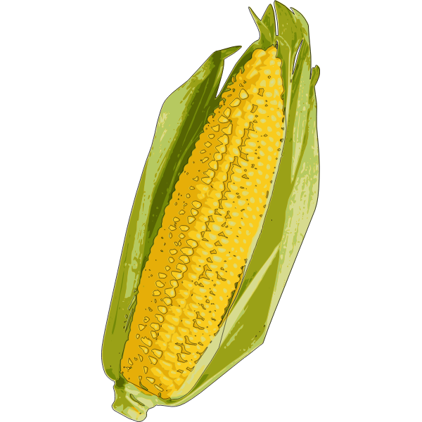 Maize Corn On The Cob Drawing PNG Image Background