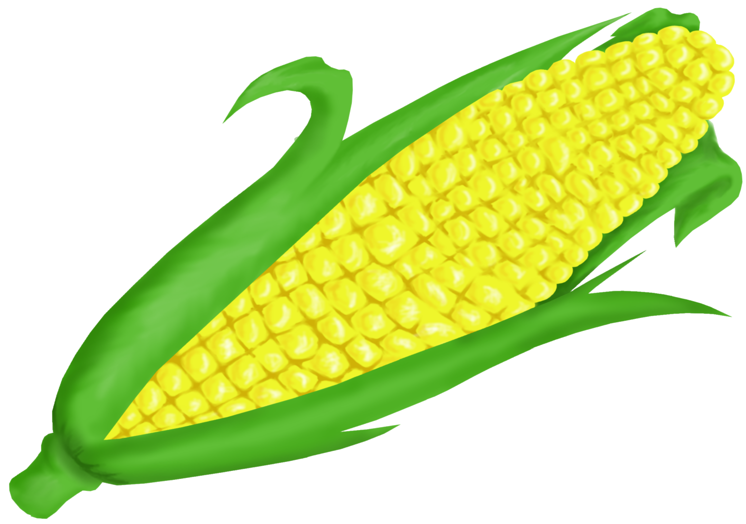 Maize Corn On The Cob Drawing PNG Image