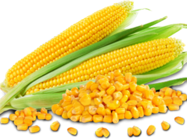 Maïs maïs op de cob tekening PNG Foto