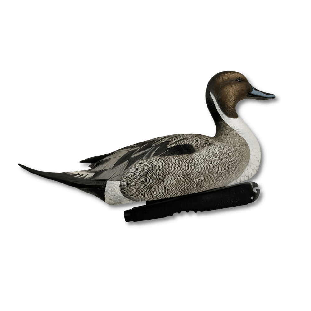 Northern Pintail PNG Background Image