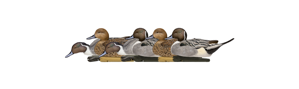 Northern Pintail PNG Free Download