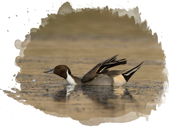 Northern Pintail PNG Image Transparent Background