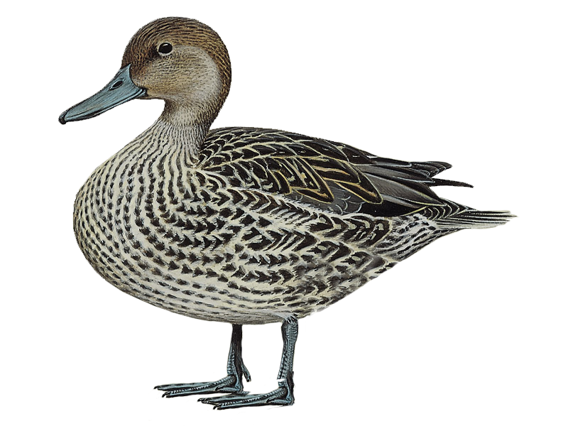 Northern Pintail PNG Image