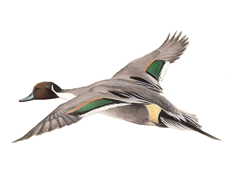Northern Pintail PNG Photo