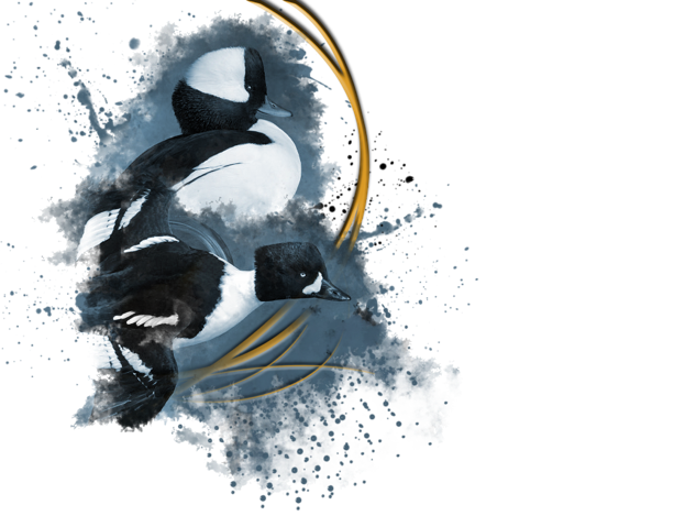 Northern Pintail PNG Picture