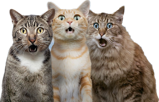 Real Cat PNG Image Background