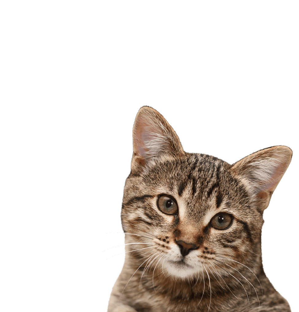 Real Cat PNG-Afbeelding