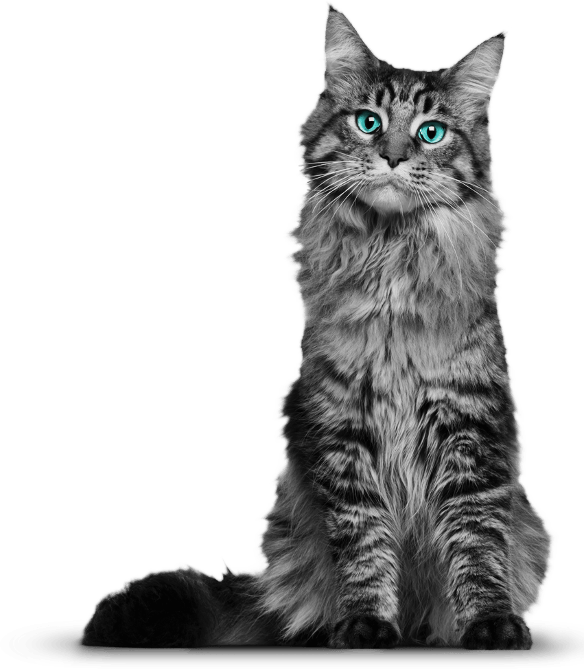 Real Cat PNG Photo