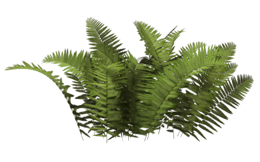 Small Bush PNG Background Image