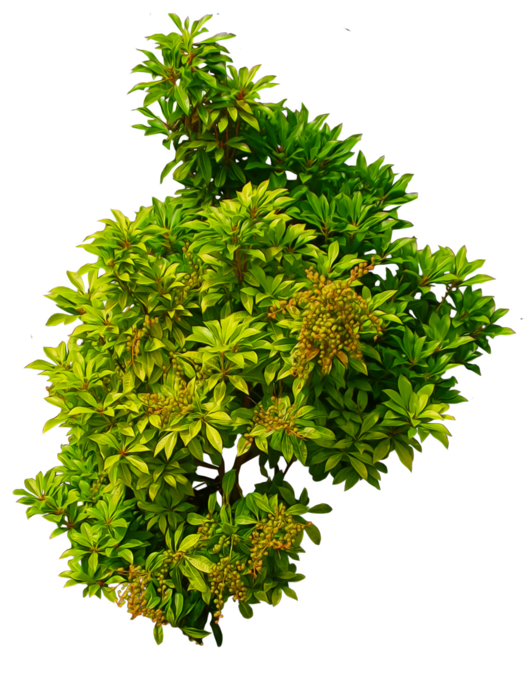Small Bush PNG Image Background