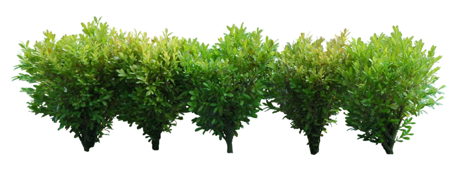 Small Bush PNG Picture