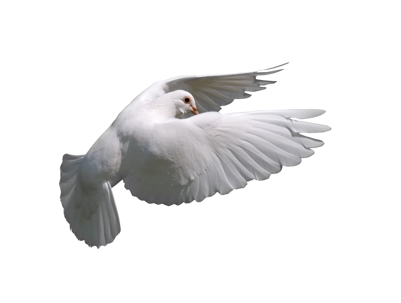 White Dove Download Transparent PNG Image