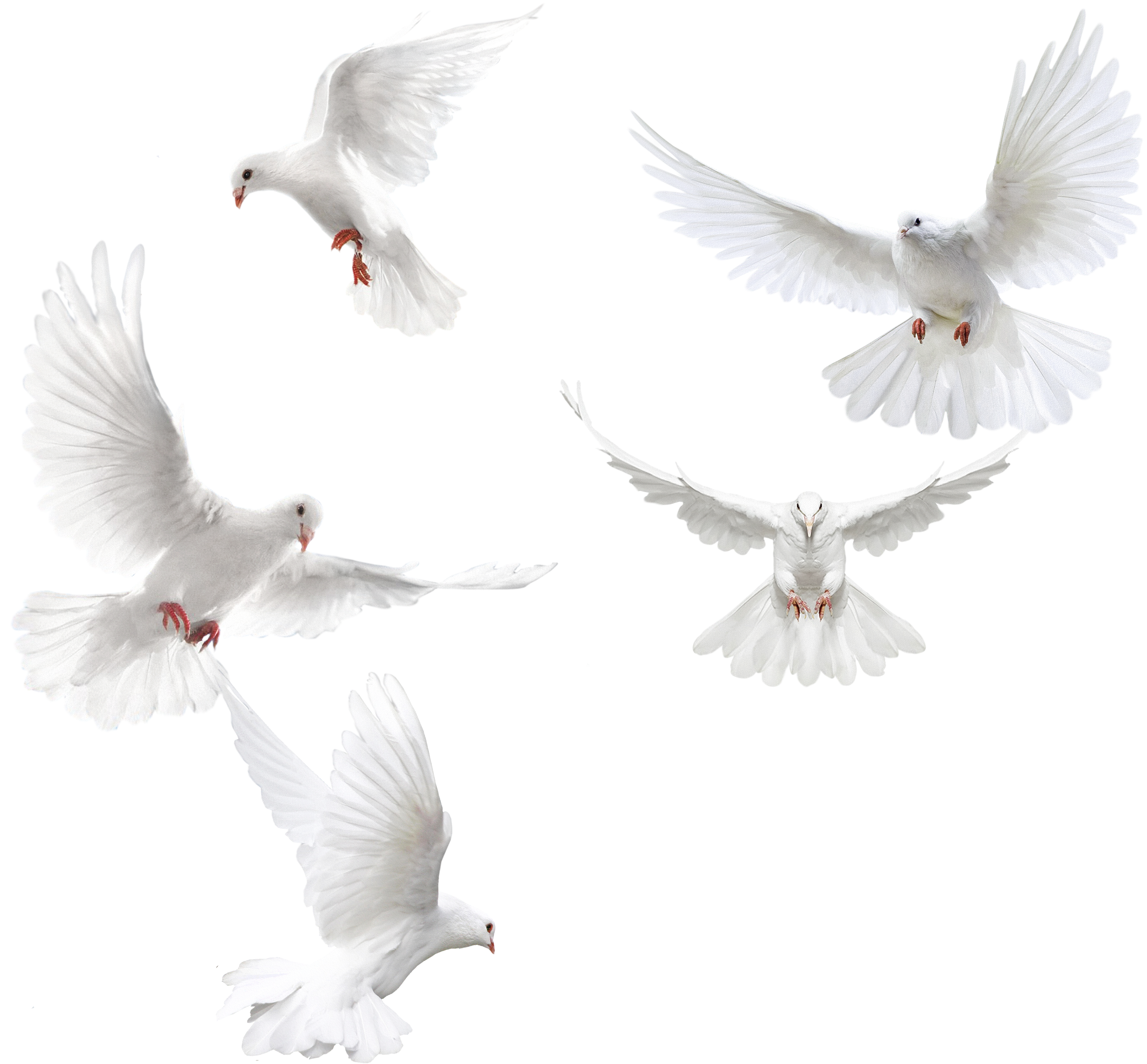 White Dove Free PNG Image