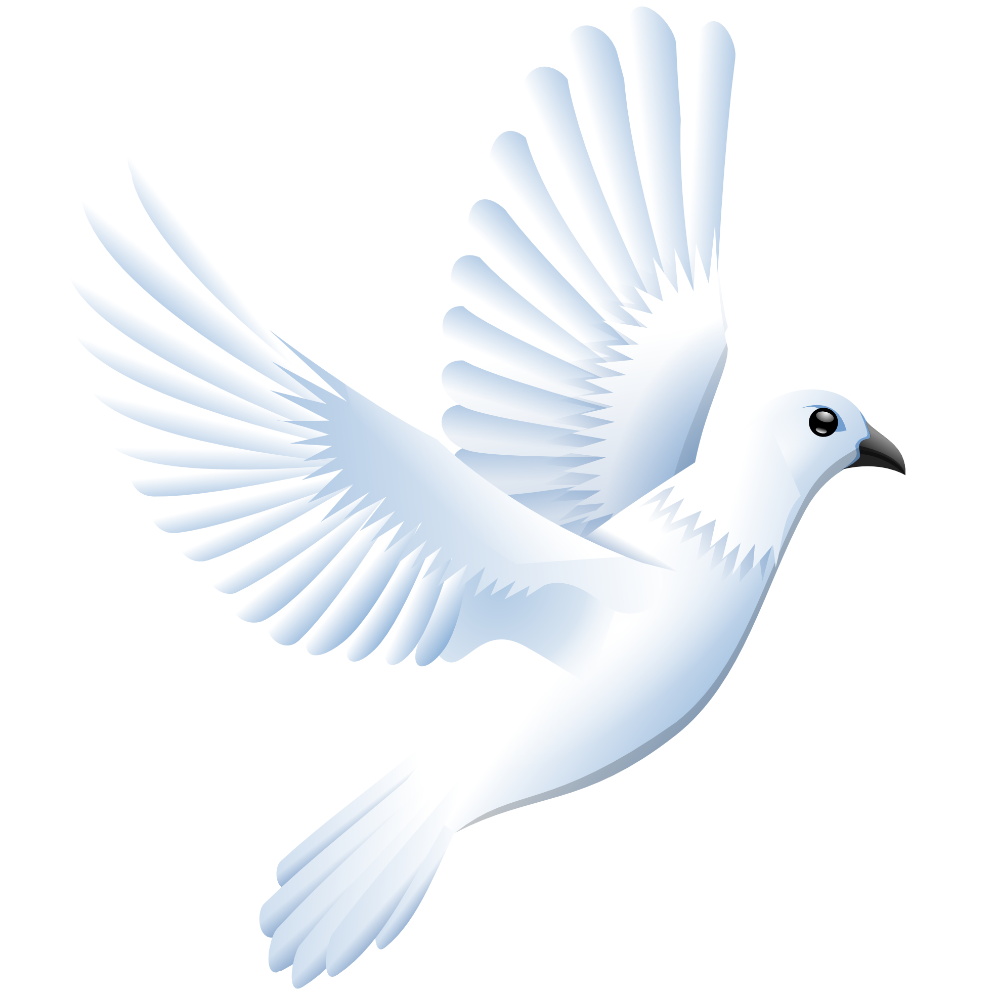 White Dove PNG Background Image
