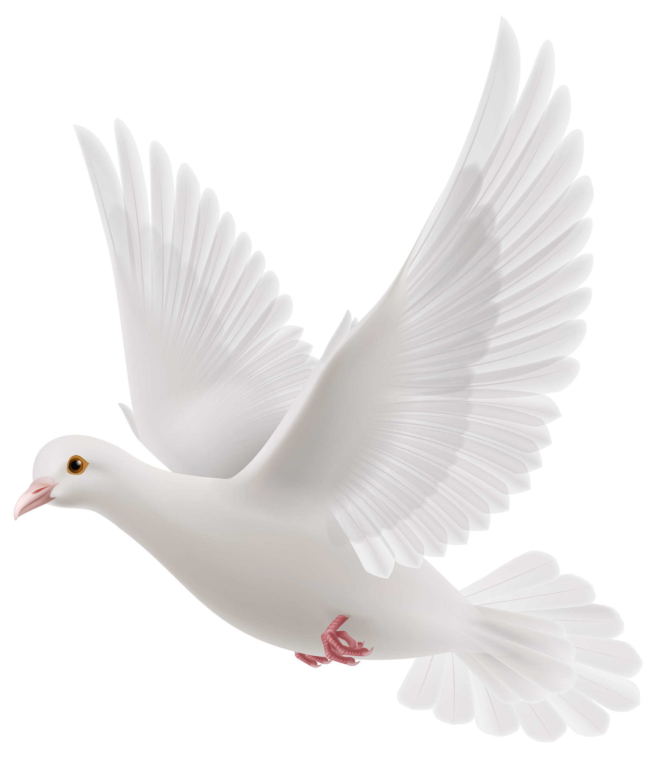 White Dove PNG High-Quality Image