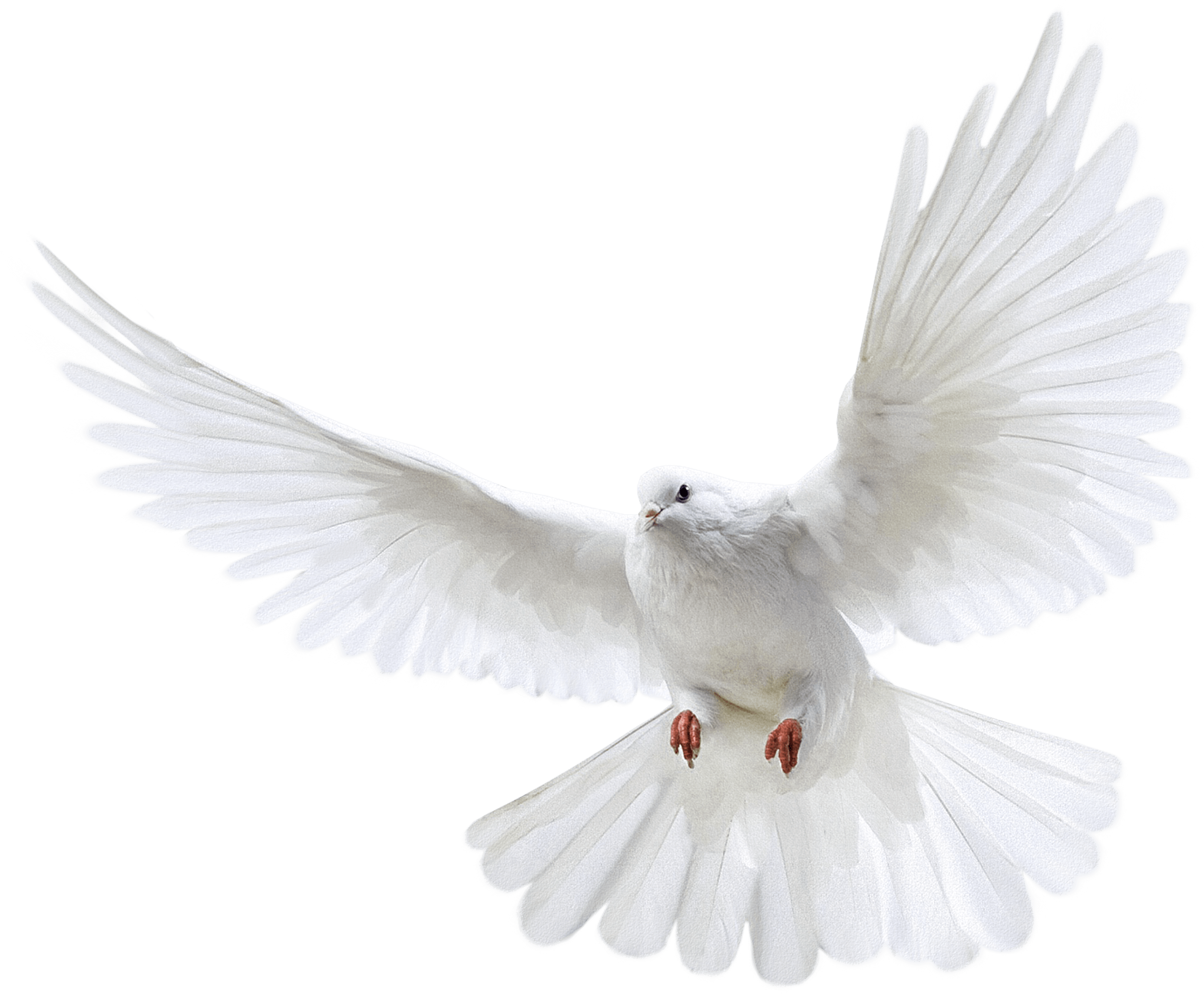 White Dove PNG Image Background | PNG Arts