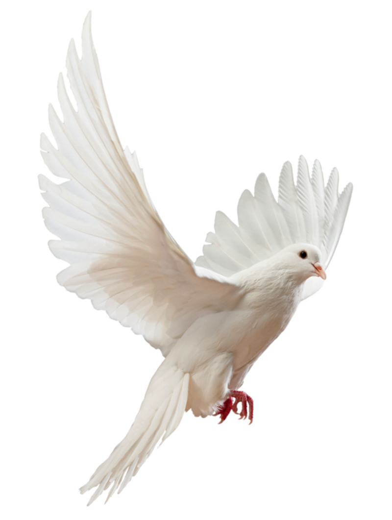 White Dove PNG Image Transparent Background