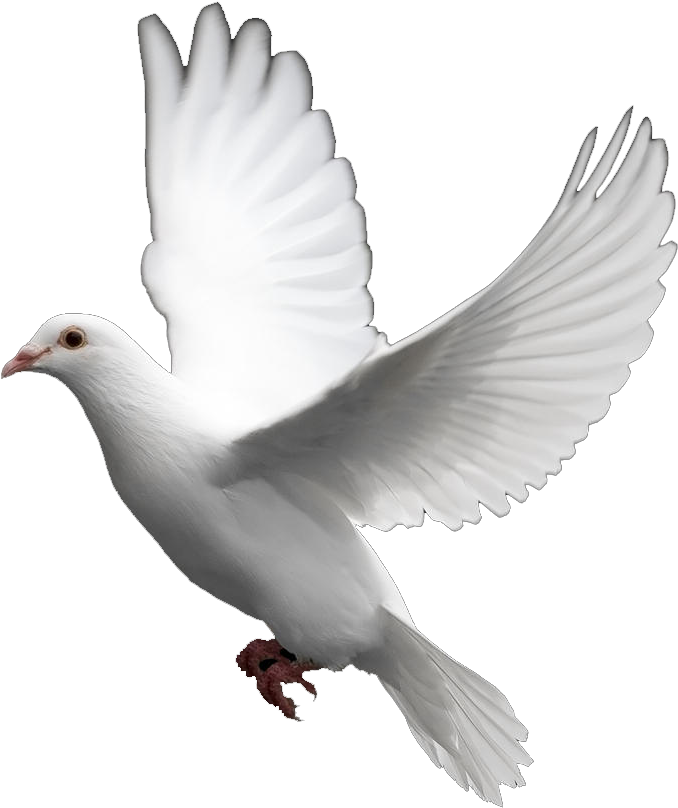 White Dove PNG Image