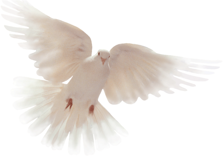 Белый голубь PNG Pic
