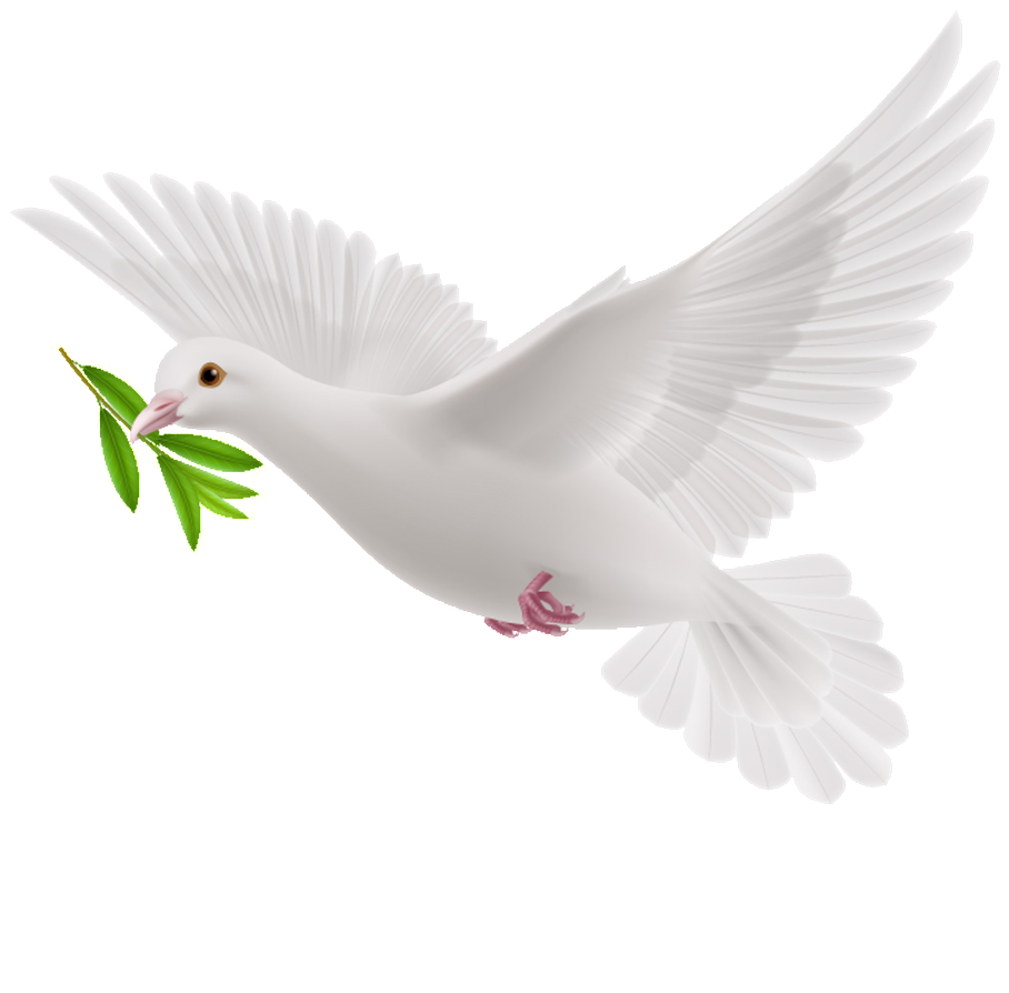 White Dove PNG Transparent Image