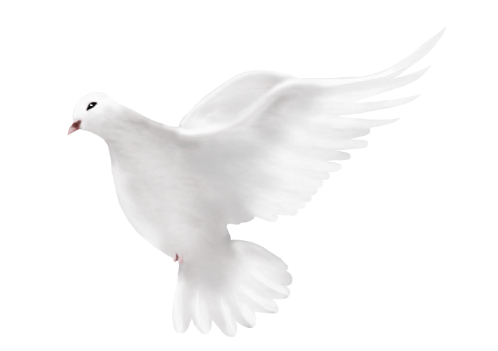 White Dove Transparent Background PNG