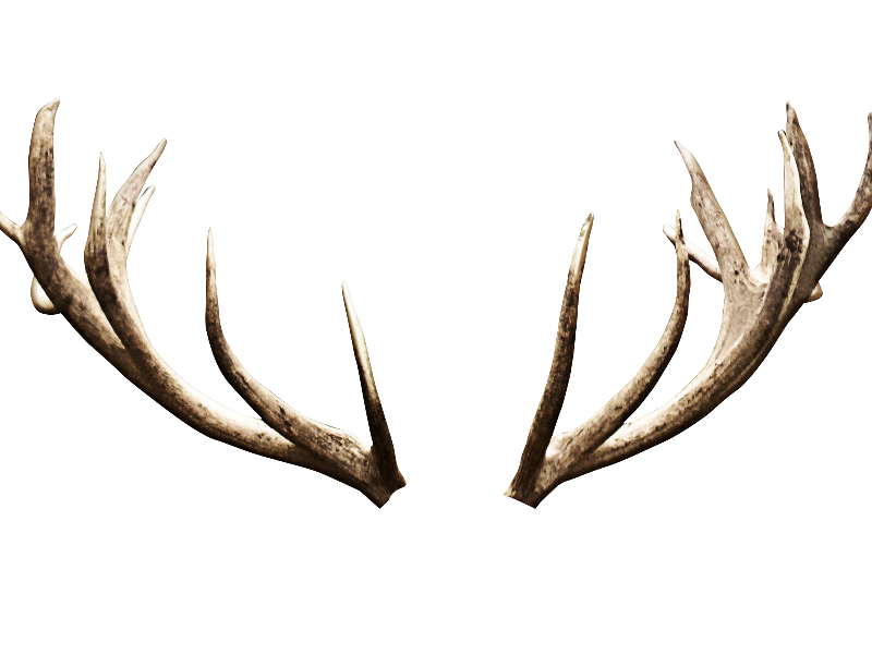 Animal Horns PNG High-Quality Image