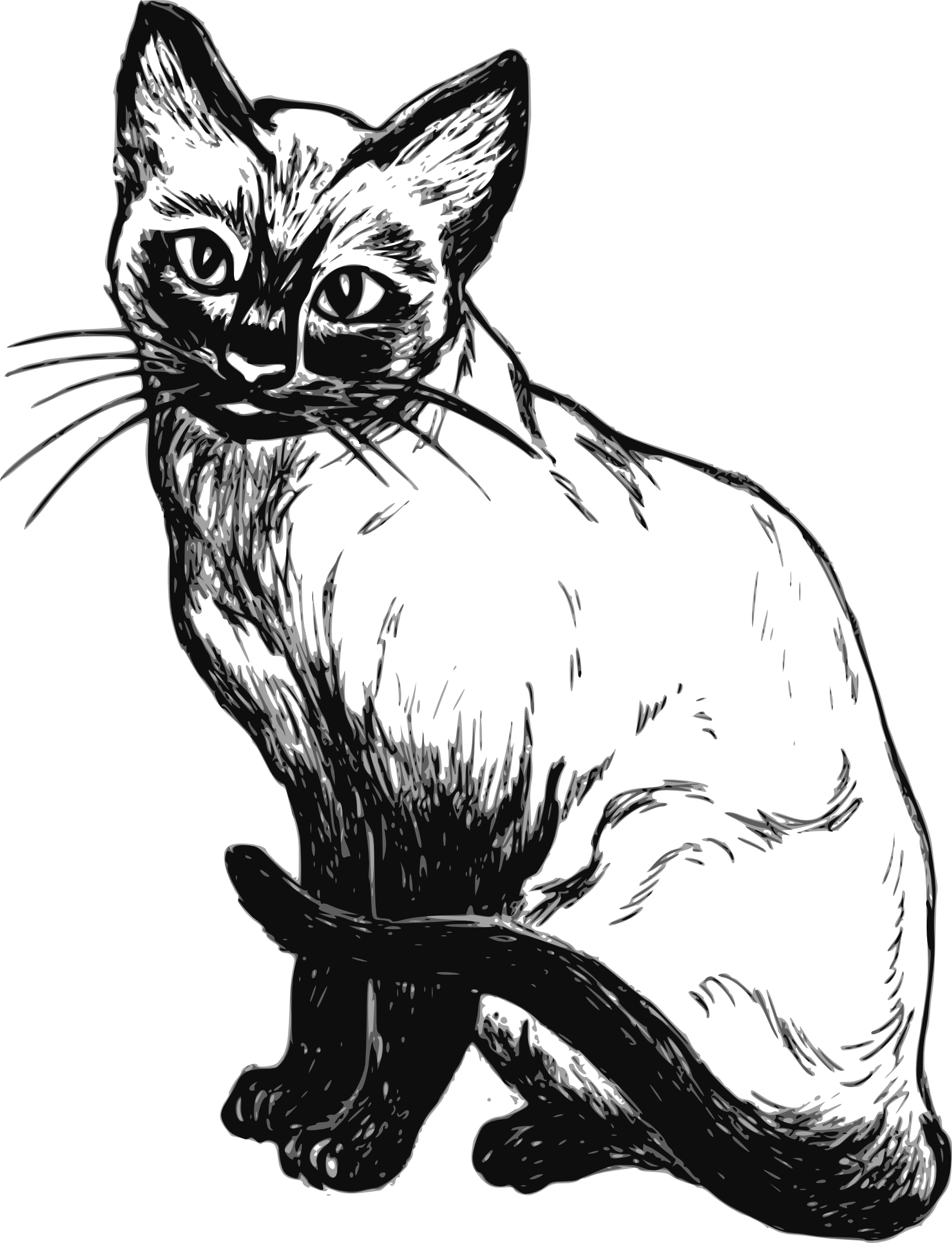 Fondo de imagen PNG de gatito negro