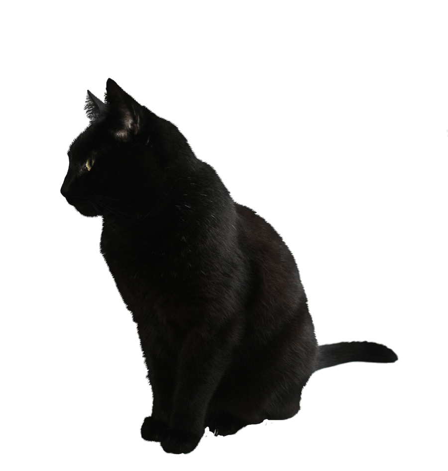 검은 고양이 PNG 사진