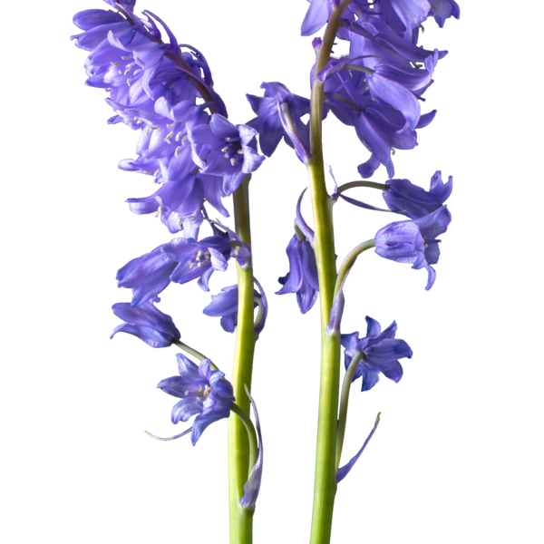 Blütenblatt-Bluebells PNG-transparentes Bild