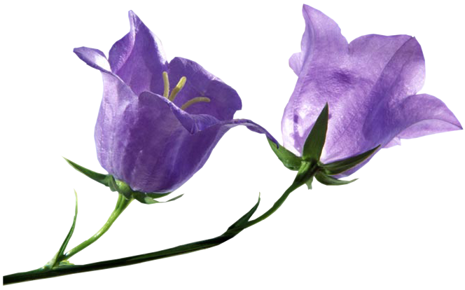 Blütenblatt-Bluebells Transparentes Bild