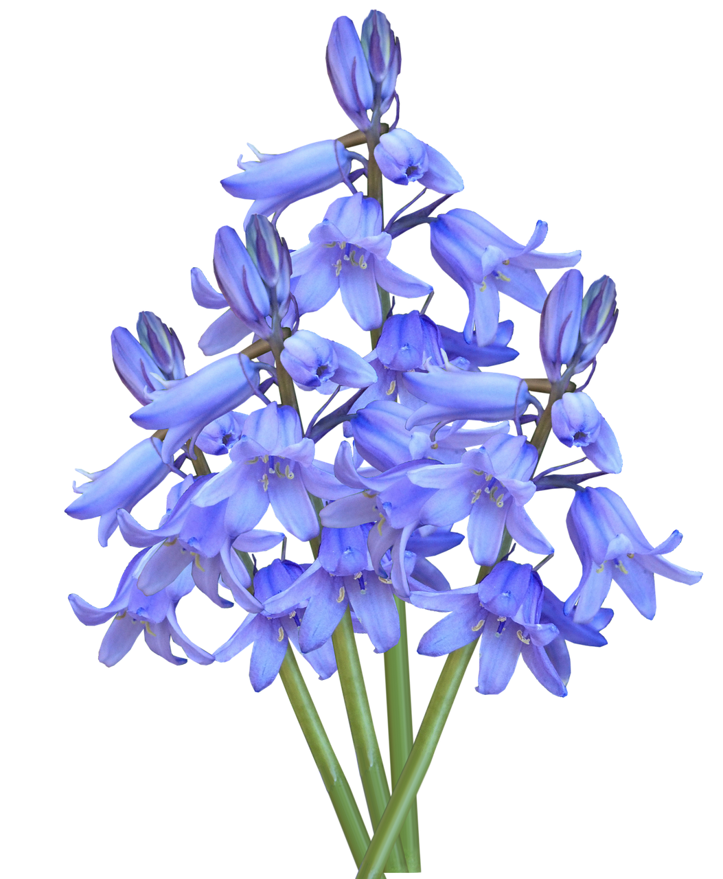 Bluebells PNG High-Quality Image