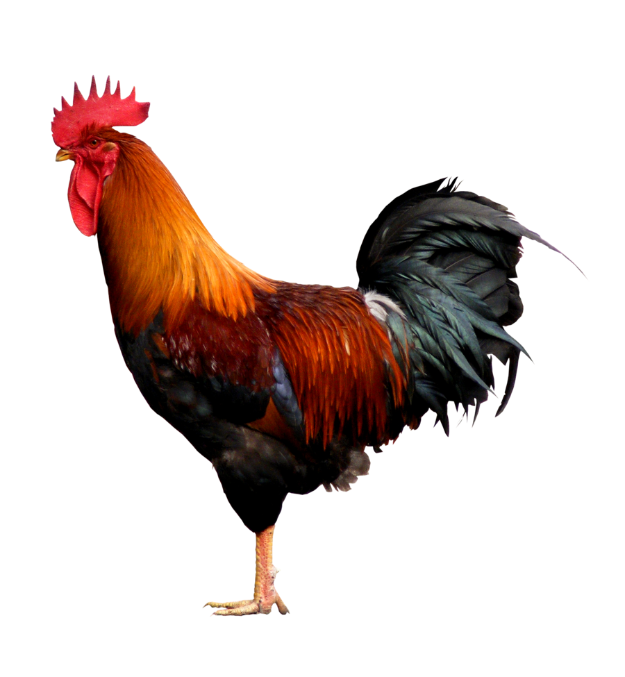 Cock PNG Image Background