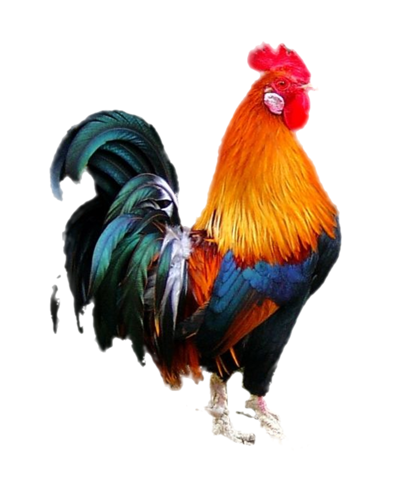 Cock PNG Image