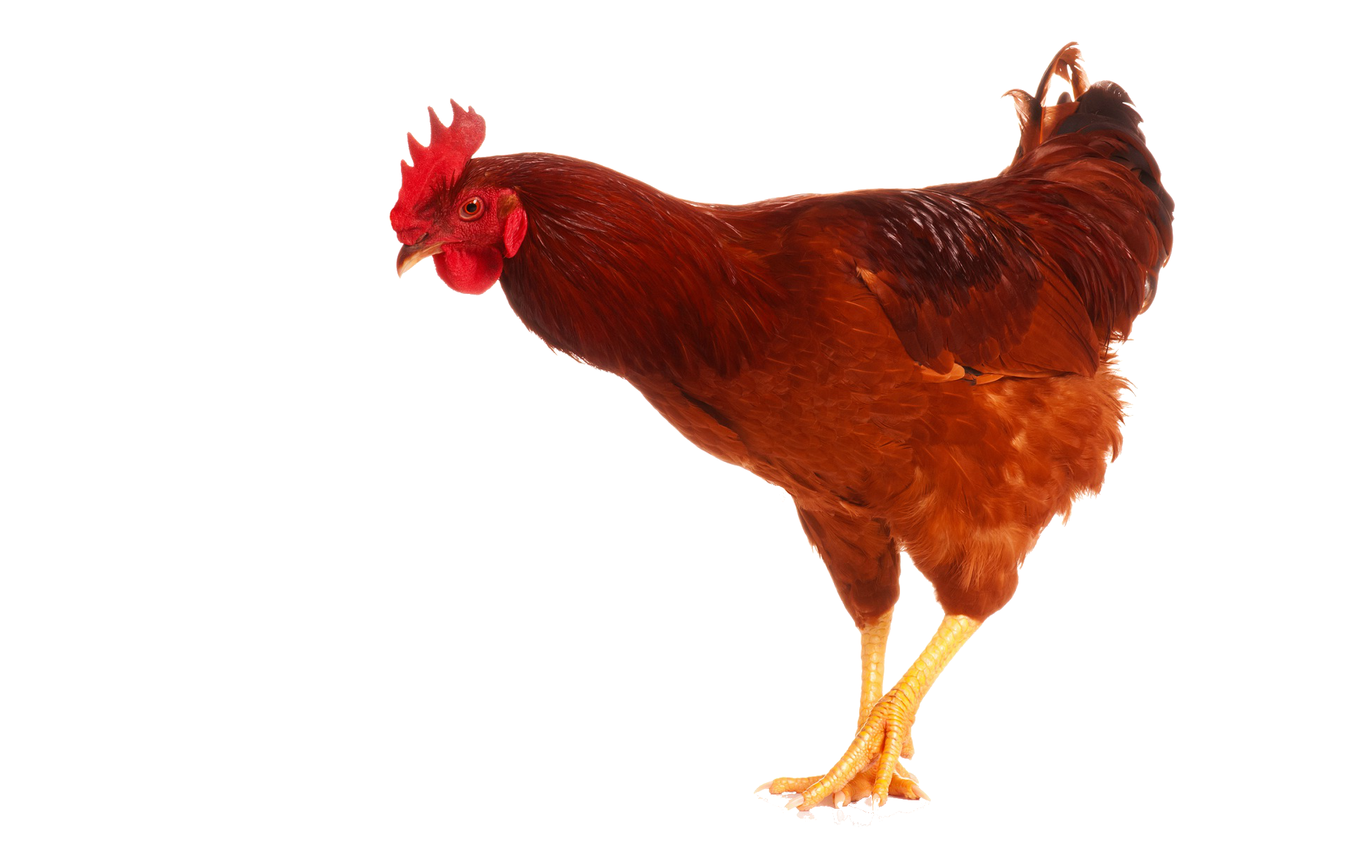 Cock Transparent Image