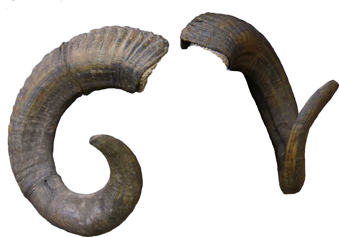 Horns domestiques PNG Image Transparente