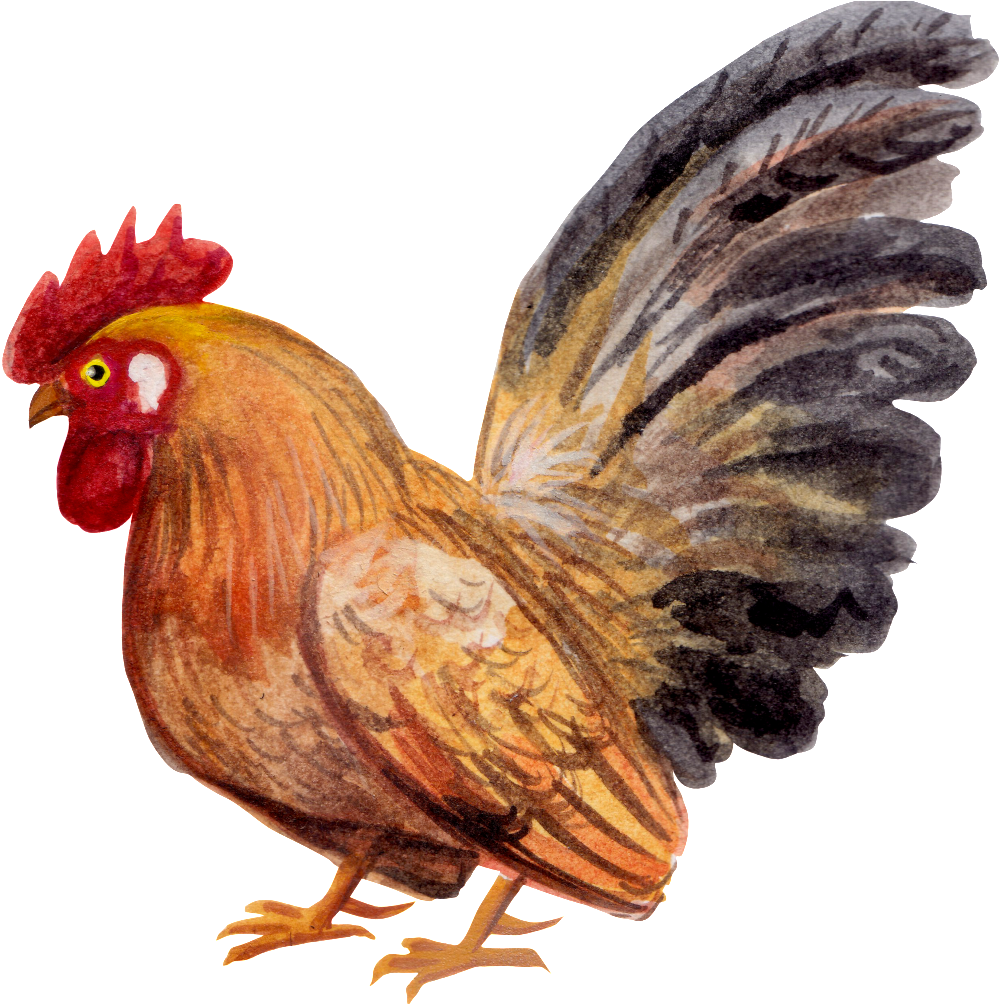 Gold Cock PNG Image Background